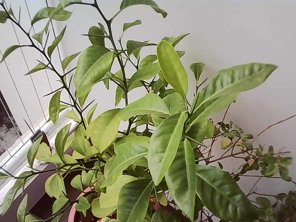 Photo showing a plant, taken using the Kodak Charmera.