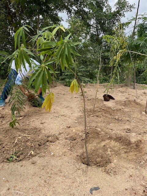 Photo showing the sapling I planted.