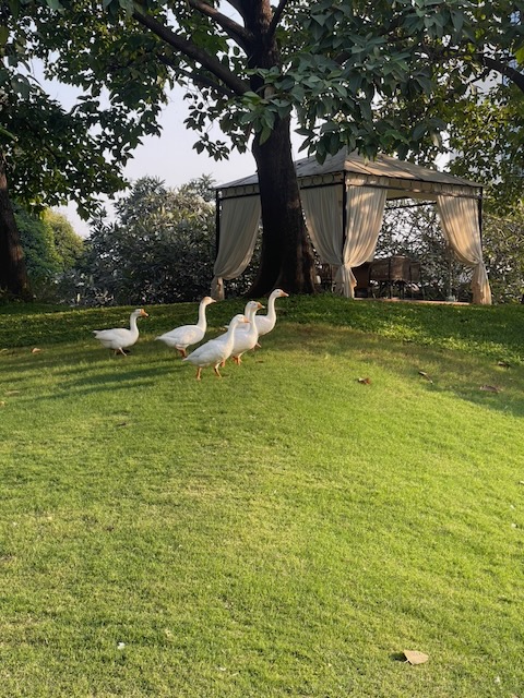 Image showing a couple of geese out of doors.