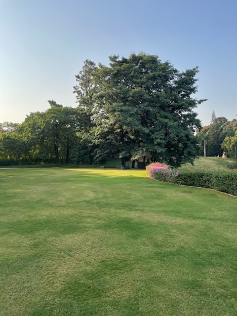 Image showing a grassy meadow.